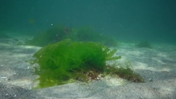 Подводный Пейзаж Черном Море Зеленые Красные Коричневые Водоросли Морском Дне — стоковое видео