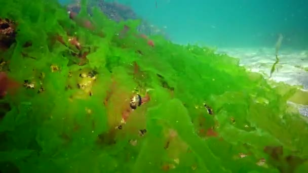 Paisagem Subaquática Mar Negro Algas Verdes Vermelhas Marrons Fundo Mar — Vídeo de Stock