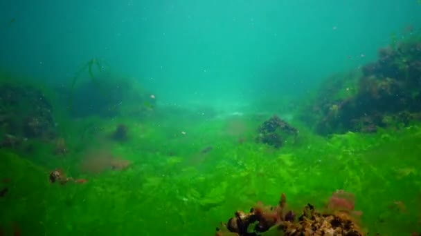 Undervattenslandskap Svarta Havet Gröna Röda Och Bruna Alger Havsbotten Alger — Stockvideo