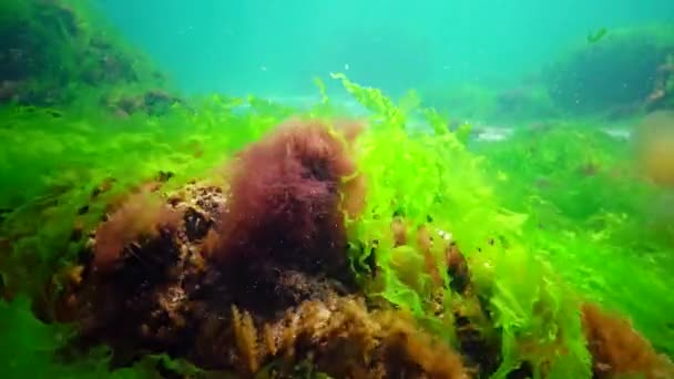 Підводний Пейзаж Чорному Морі Зелені Червоні Коричневі Водорості Морському Дні — стокове відео