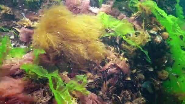 Paisaje Submarino Mar Negro Algas Verdes Rojas Marrones Fondo Del — Vídeo de stock