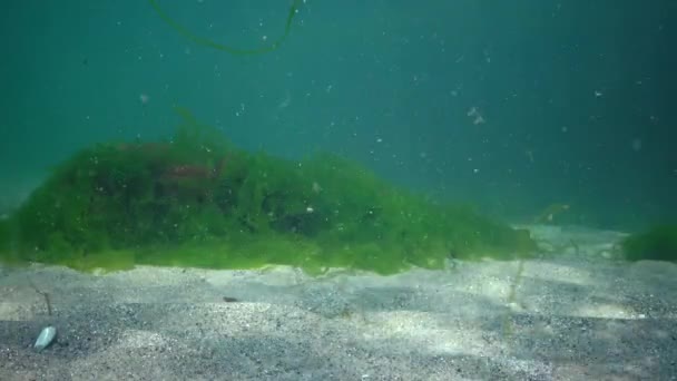 黒海の水中風景 海底の緑 茶色の藻 嵐の間に揺れる藻類 — ストック動画