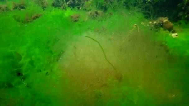 Onderwaterlandschap Zwarte Zee Groene Rode Bruine Algen Zeebodem Algen Swingend — Stockvideo