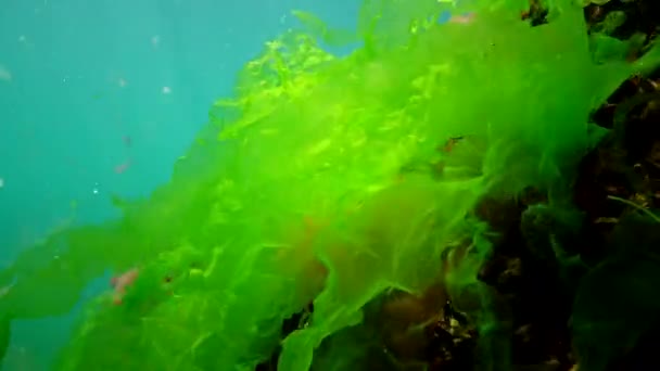 Paisagem Subaquática Mar Negro Algas Verdes Vermelhas Marrons Fundo Mar — Vídeo de Stock