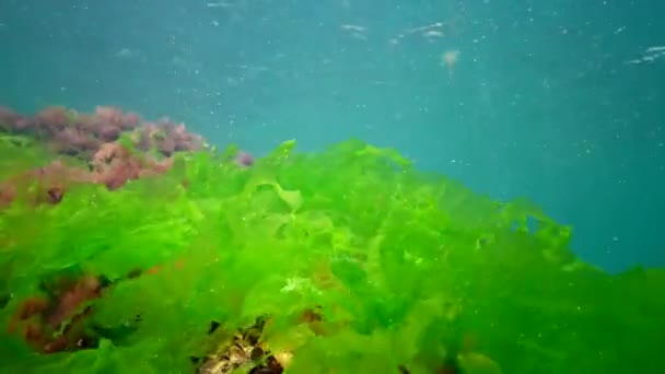 Paisagem Subaquática Mar Negro Algas Verdes Vermelhas Marrons Fundo Mar — Vídeo de Stock