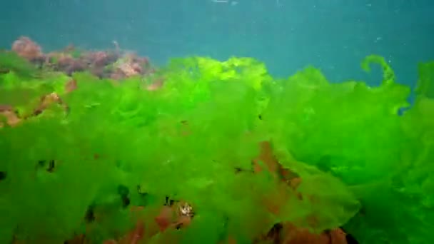 Unterwasserlandschaft Schwarzen Meer Grün Rot Und Braunalgen Auf Dem Meeresboden — Stockvideo