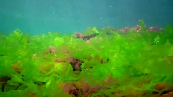 Paisagem Subaquática Mar Negro Algas Verdes Vermelhas Marrons Fundo Mar — Vídeo de Stock