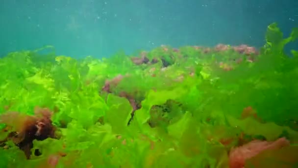 Paisagem Subaquática Mar Negro Algas Verdes Vermelhas Marrons Fundo Mar — Vídeo de Stock