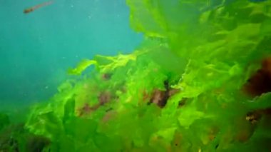 Karadeniz 'deki sualtı manzarası. Deniz tabanında yeşil, kırmızı ve kahverengi algler fırtına sırasında salınan algler.
