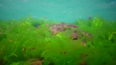 Karadeniz 'deki sualtı manzarası. Deniz tabanında yeşil, kırmızı ve kahverengi algler fırtına sırasında salınan algler.