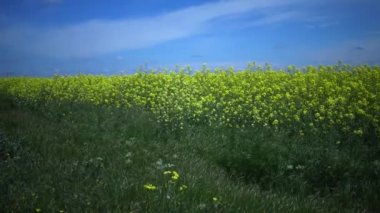 Çiçekli kolza kanola veya colza (Brassica napus), Ukrayna
