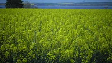 Çiçekli kolza kanola veya colza (Brassica napus), Ukrayna