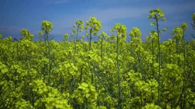 Çiçekli kolza kanola veya colza (Brassica napus), Ukrayna