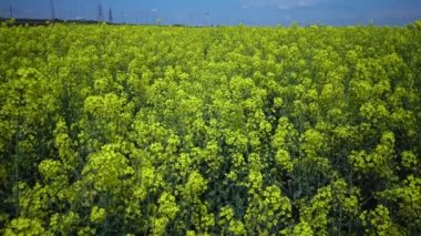 Çiçekli kolza kanola veya colza (Brassica napus), Ukrayna