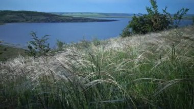 Stipa lessingiana (İğne Çimi, Uzun Çimen), Manzara Parkı 'nda rüzgârda dalgalanan Tiligul haliçlerinin arka planına karşı. Nadir bulunan bitki, Ukrayna 'nın Kırmızı Kitabı.