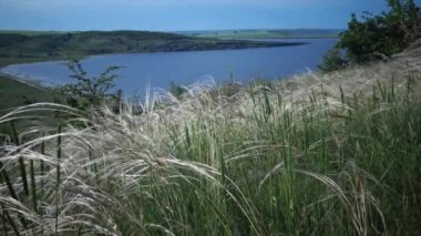 Stipa lessingiana (İğne Çimi, Uzun Çimen), Manzara Parkı 'nda rüzgârda dalgalanan Tiligul haliçlerinin arka planına karşı. Nadir bulunan bitki, Ukrayna 'nın Kırmızı Kitabı.