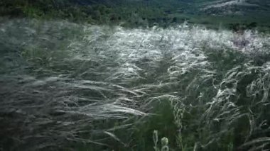 Stipa lessingiana (İğne Çimi, Uzun Çimen), Tiligul halklarının kıyısındaki peyzaj parkında rüzgarda savruluyor. Nadir bulunan bitki, Ukrayna 'nın Kırmızı Kitabı.