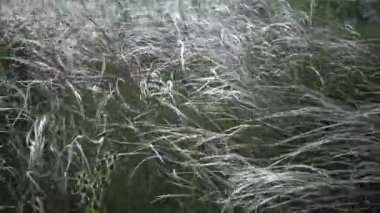 Stipa lessingiana (İğne Çimi, Uzun Çimen), Tiligul halklarının kıyısındaki peyzaj parkında rüzgarda savruluyor. Nadir bulunan bitki, Ukrayna 'nın Kırmızı Kitabı.