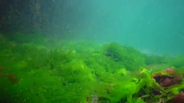 Paisagem Subaquática Mar Negro Algas Verdes Vermelhas Marrons Fundo Mar — Vídeo de Stock