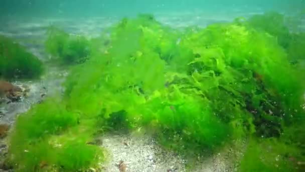 Karadeniz Deki Sualtı Manzarası Deniz Tabanında Yeşil Kırmızı Kahverengi Algler — Stok video