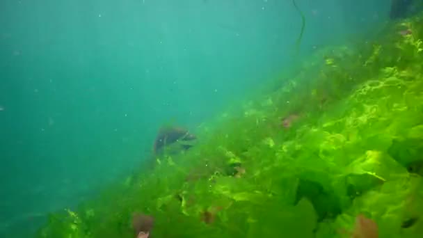 Karadeniz Deki Sualtı Manzarası Deniz Tabanında Yeşil Kırmızı Kahverengi Algler — Stok video