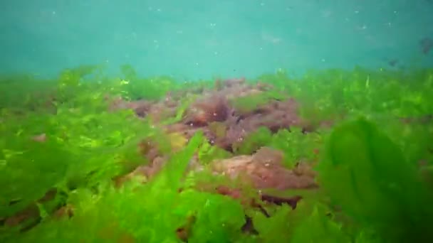 Υποβρύχια Τοπίο Στη Μαύρη Θάλασσα Πράσινα Κόκκινα Και Καφέ Φύκια — Αρχείο Βίντεο