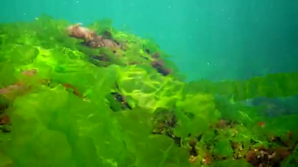 黑海的水下景观 海底绿藻 红藻和褐藻在风暴中摇曳 — 图库视频影像