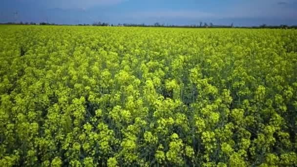 Man Går Ett Blommande Fält Rapsfrö Raps Eller Rybsfrö Brassica — Stockvideo