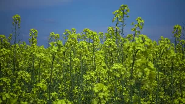 Blommande Rapscanola Eller Colza Brassica Napus Ukraina — Stockvideo