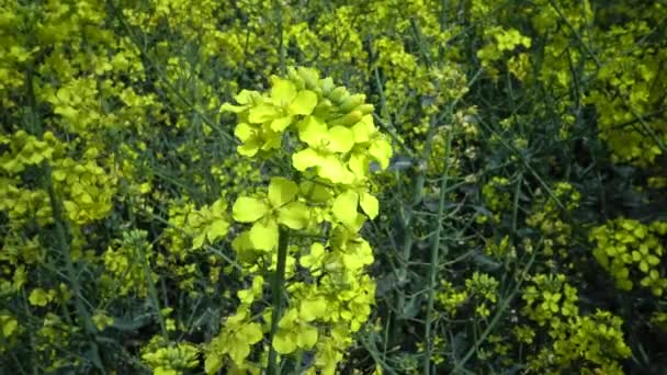 Blommande Rapscanola Eller Colza Brassica Napus Ukraina — Stockvideo