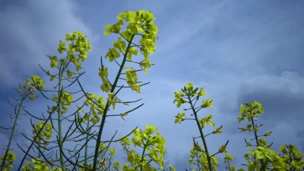 開花菜種キャノーラまたはコルザ ブラッシカナプス ウクライナ — ストック動画