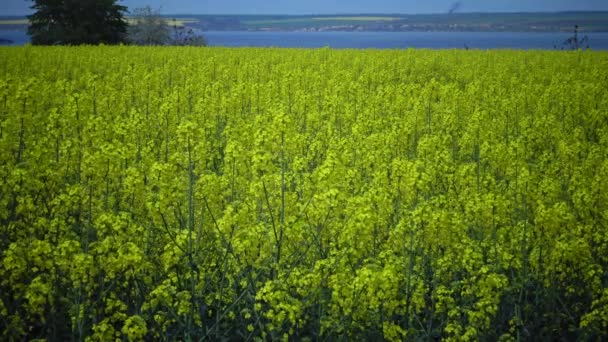 开花油菜籽油菜籽或科尔扎 布拉西卡纳普斯 乌克兰 — 图库视频影像