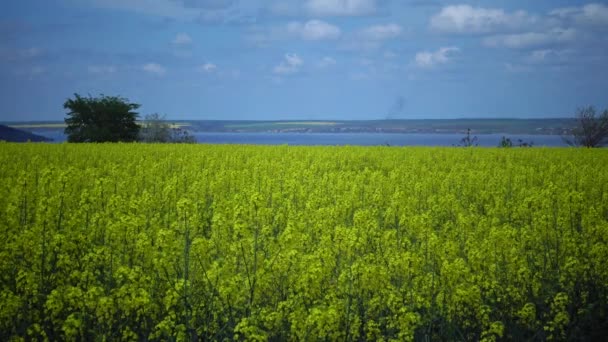 Bloeiende Koolzaad Koolzaad Raap Brassica Napus Oekraïne — Stockvideo