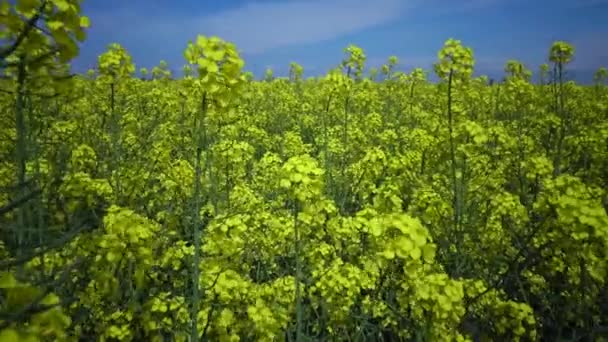Çiçekli Kolza Kanola Veya Colza Brassica Napus Ukrayna — Stok video