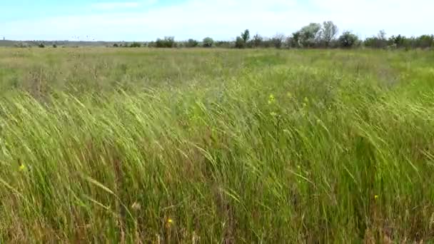 Ukrainische Steppe Gras Und Blühende Pflanzen Wiegen Sich Wind Landschaftspark — Stockvideo