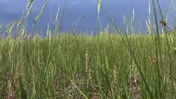 乌克兰草原 提里古河口岸边的风景公园 草木和开花植物在风中摇曳 — 图库视频影像