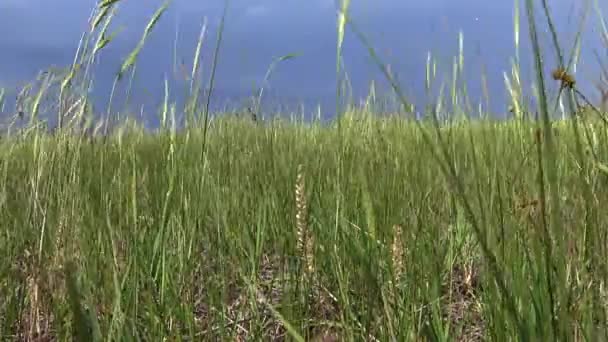 steppe ukrainienne. Herbe et plantes à fleurs se balançant dans le vent dans le parc paysager sur la rive de l'estuaire de Tiligul .