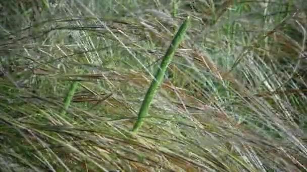 Stipa Lessingiana Hierba Aguja Hierba Larga Revoloteando Viento Parque Del — Vídeo de stock