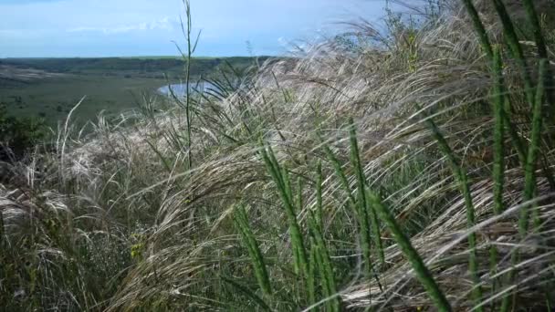 Stipa Lessingiana Needle Grass Långt Gräs Fladdrar Vinden Landskap Park — Stockvideo