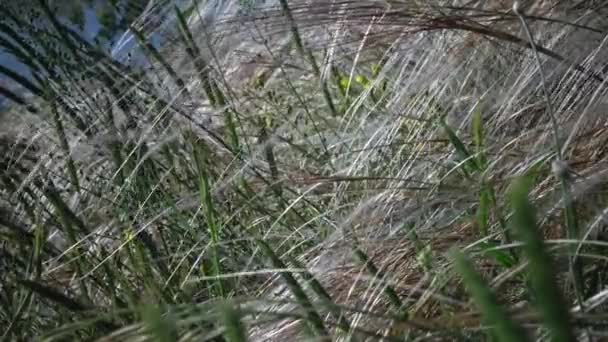 Stipa Lessingiana Naaldgras Lang Gras Wapperend Wind Het Landschapspark Tegen — Stockvideo