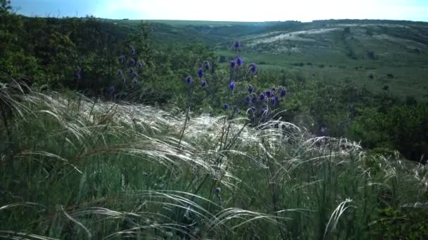 Stipa Lessingiana Needle Grass Довга Трава Пурхає Вітром Ландшафтному Парку — стокове відео