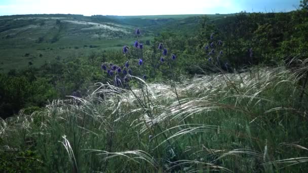 Stipa Lessingiana Grama Agulha Grama Longa Agitando Vento Parque Paisagístico — Vídeo de Stock