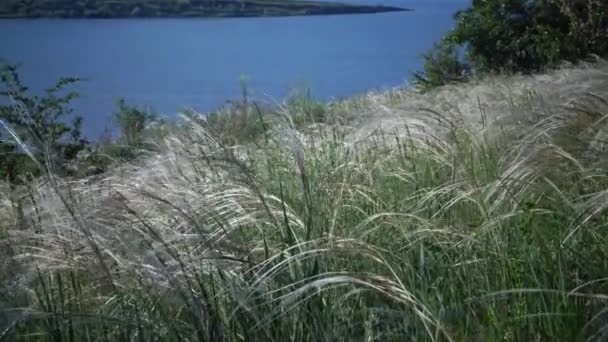 Stipa Lessingiana Naaldgras Lang Gras Wapperend Wind Het Landschapspark Tegen — Stockvideo