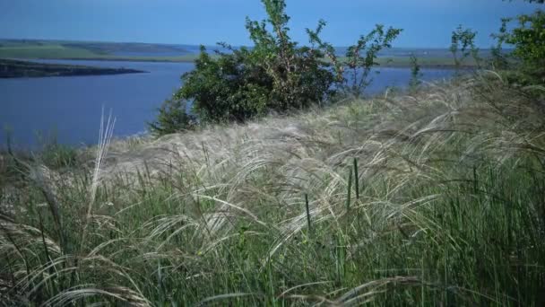 Stipa lessingiana (herbe à aiguilles, herbe longue) flottant dans le vent dans le parc paysager sur le fond de l'estuaire du Tiligul. Plante rare, le Livre rouge de l'Ukraine 