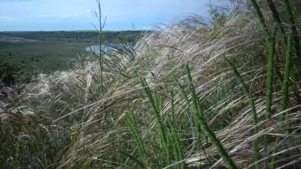 Stipa Lessingiana Hierba Aguja Hierba Larga Revoloteando Viento Parque Del — Vídeo de stock