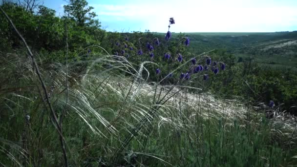 Stipa Lessingiana Naaldgras Lang Gras Zwaaiend Wind Vanaf Steppe Het — Stockvideo