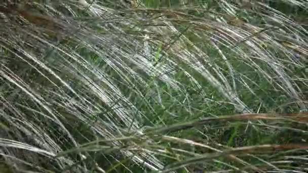 Stipa Lessingiana Herbe Aiguilles Herbe Longue Balançant Dans Vent Steppe — Video