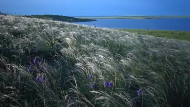 ティリグル河口の背景にある景観公園の風になびくスティパ レシンギアナ 長い草 珍しい植物 ウクライナのレッドブック — ストック動画