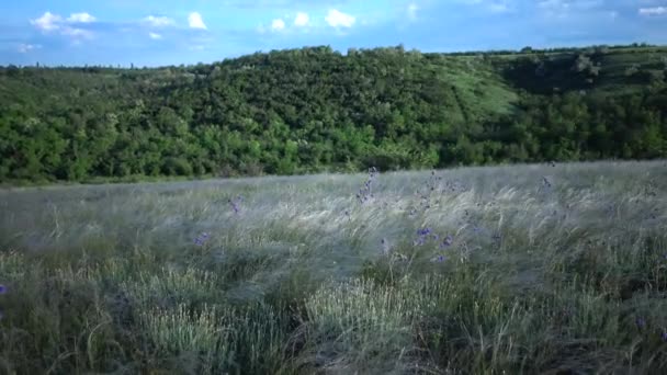 在蒂里古尔河口河岸的风景公园的草原上 无针草 长草在风中摇曳 稀有植物 乌克兰红皮书 — 图库视频影像
