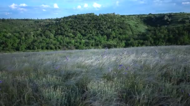 Stipa lessingiana (herbe à aiguilles, herbe longue) se balançant dans le vent de la steppe dans le parc paysager sur la rive de l'estuaire de Tiligul. Plante rare, le Livre rouge de l'Ukraine 
